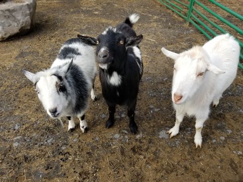 Three goats at the petting zoo outside on the Performing Arts lawn presented by the student events team