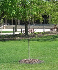 In the memory of Devina Anderson Tree