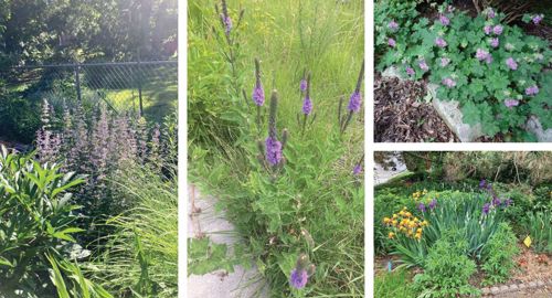 Photo collage of four different types of flowers to see at the Mankato Private Home Gardens