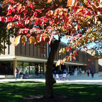 A tree with red leaves on campus in front of Minnesota State University Memorial Library