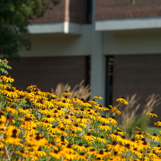 A group of yellow flowers outside on campus