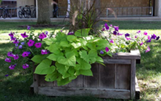 a planter box with purple flowers